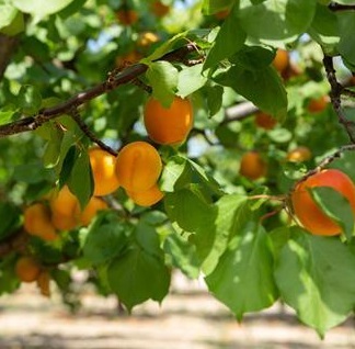 Іспанія втратила  врожай абрикос