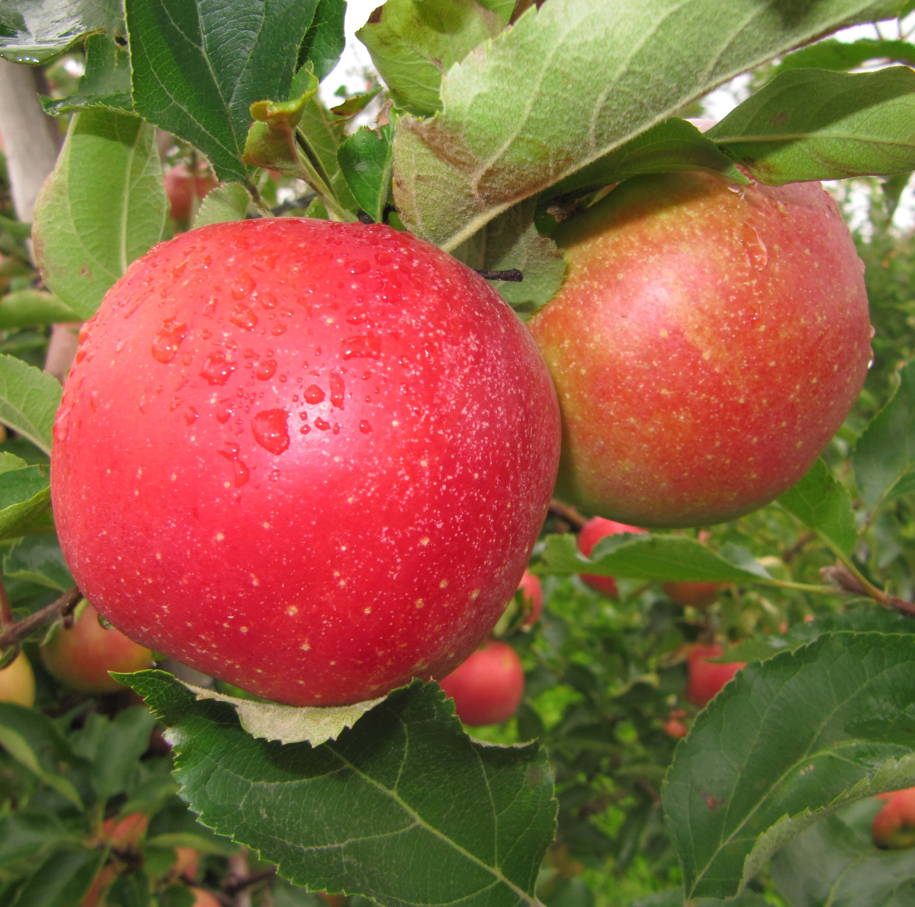 FRUITLIPS – новий стимулятор врожайності та якості плодових культур