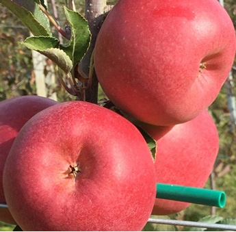 Сорт яблук Unibo - результат десятилітньої селекції