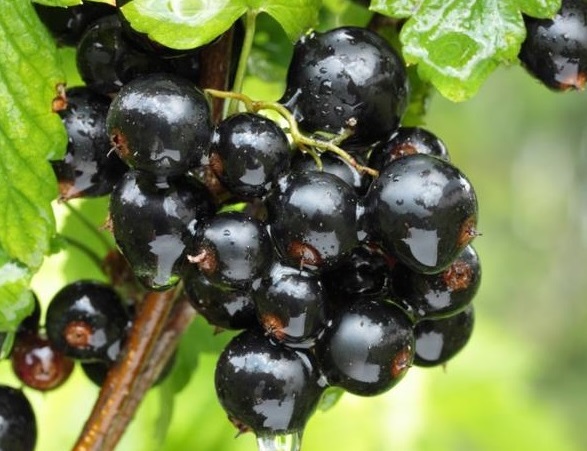 В Україні вирощують новий десертний сорт чорної смородини