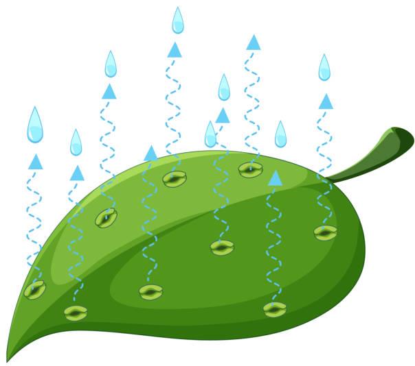 Science concept with transpiration in leaves illustration
