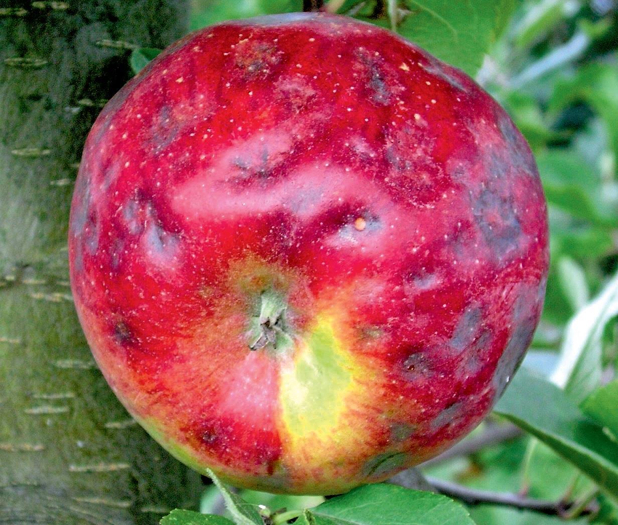 Роль кальцію в яблуневих садах